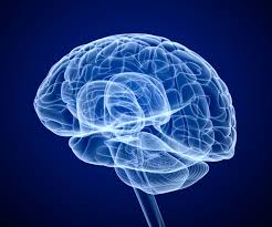 Graphic Image Of Human Brain